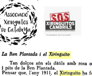 Xiringuito